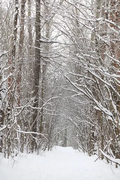 Kış manzara kar expanses kaplı. Kışın bir parkta 