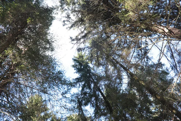 Las copas de árboles siempreverdes contra el cielo — Foto de Stock