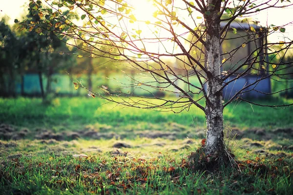 Verdes Brillantes Primavera Amanecer Bosque Naturaleza Cobra Vida Principios Primavera — Foto de Stock