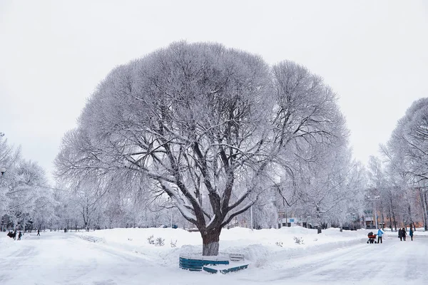 Lesní krajina. Vysoké stromy pod sněhovou pokrývkou. Leden fr — Stock fotografie