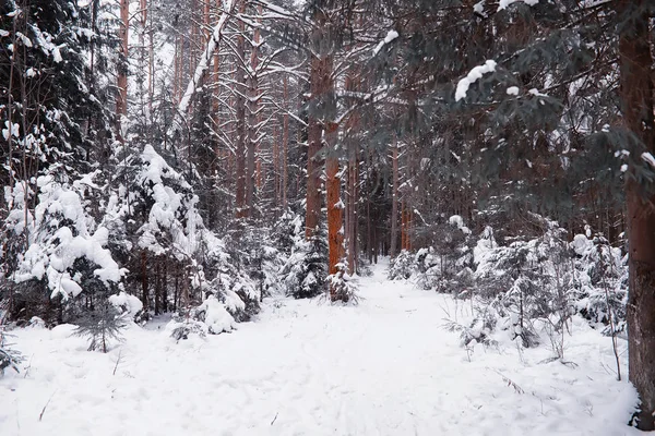 Winter forest landscape. Tall trees under snow cover. January fr