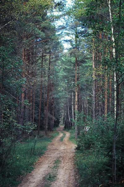 Jasna Wiosenna Zieleń Świcie Lesie Natura Ożywa Wczesną Wiosną — Zdjęcie stockowe