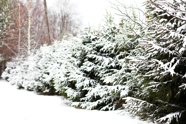 Paysage hivernal des champs et des routes de campagne — Photo