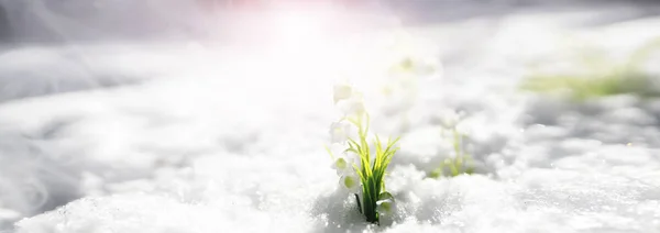 Den första vårblomman. Snöfall i skogen. Våren solig da — Stockfoto