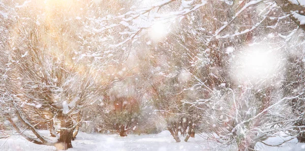 Winter Park. Krajina za sněhového počasí. Leden. — Stock fotografie