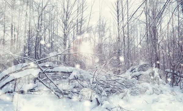 Vinterskogens landskap. Höga träd under snötäcket. Januari fr — Stockfoto