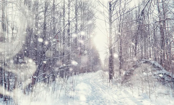 Vinterskogens landskap. Höga träd under snötäcket. Januari fr — Stockfoto