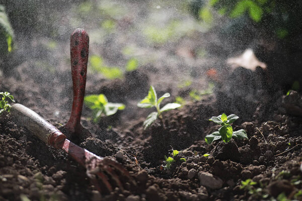 Маленький побег для посадки в землю в руках
