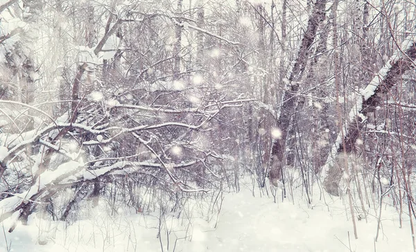 Winterbos landschap. Hoge bomen onder sneeuw. januari — Stockfoto