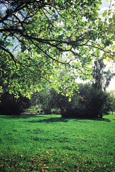 Jasna Wiosenna Zieleń Świcie Lesie Natura Ożywa Wczesną Wiosną — Zdjęcie stockowe