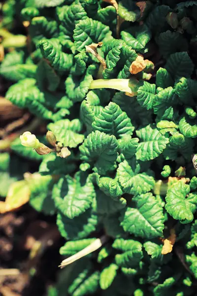 Luminosi Verdi Primaverili All Alba Nella Foresta Natura Prende Vita — Foto Stock