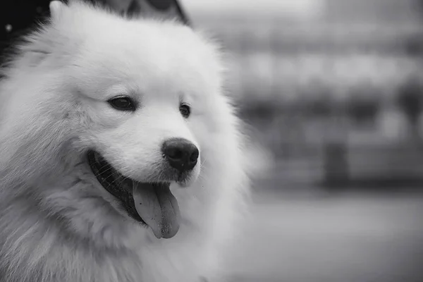 Preciosa chica en un paseo con un hermoso perro — Foto de Stock