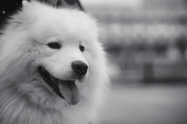 Belle fille sur une promenade avec un beau chien — Photo