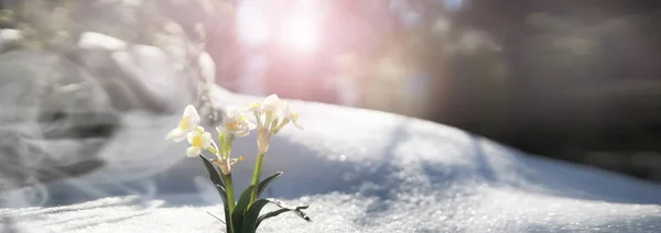 The first spring flower. Snowdrop in the forest. Spring sunny da — 스톡 사진