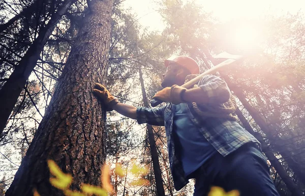 Male worker with an ax chopping a tree in the forest. — Foto Stock