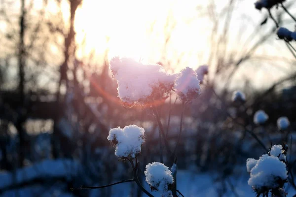 Trn na sněhu — Stock fotografie