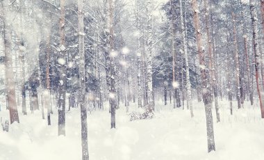 Kış orman manzarası. Kar altında uzun ağaçlar. Ocak 1