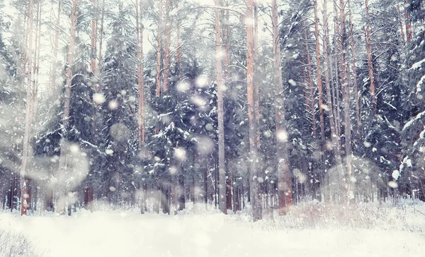 Χειμερινό δάσος τοπίο. Ψηλά δέντρα κάτω από το χιόνι. Ιανουάριος Ι — Φωτογραφία Αρχείου