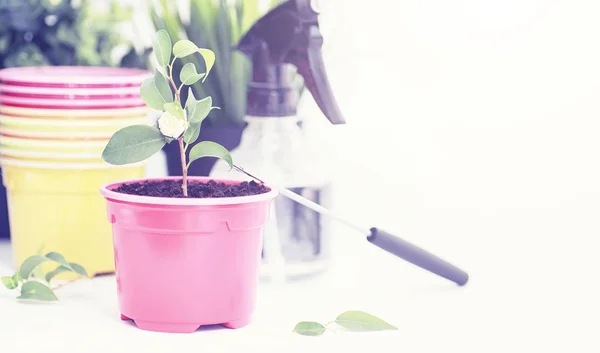 Planta en maceta en un trasplante y cuidado —  Fotos de Stock