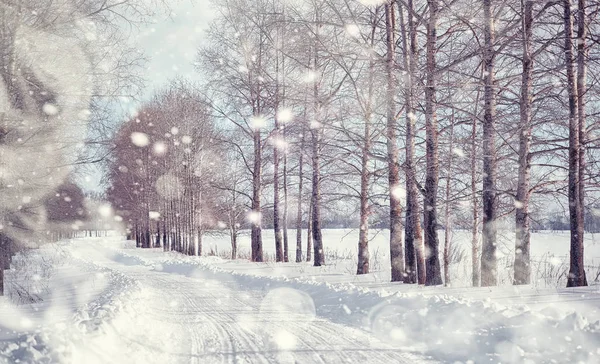 Paisagem florestal de inverno. Árvores altas sob cobertura de neve. Janeiro fr — Fotografia de Stock