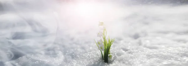 The first spring flower. Snowdrop in the forest. Spring sunny da — 스톡 사진