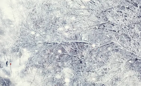Зимний лес. Высокие деревья под снежным покровом. Январь fr — стоковое фото