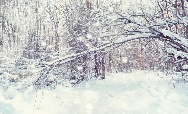 Paisagem florestal de inverno. Árvores altas sob cobertura de neve. Janeiro fr — Fotografia de Stock