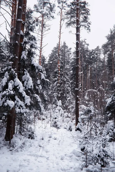 Winter forest landscape. Tall trees under snow cover. January fr — Stock Photo, Image