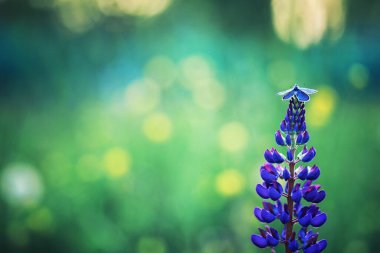 Parlak bahar, şafakta ormanda yeşilleniyor. Doğa ilkbaharın başlarında canlanır..