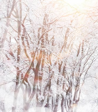 Kış manzarası. Karların altındaki orman. Kış Parkı.