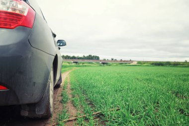 Parlak bahar, şafakta ormanda yeşilleniyor. Doğa ilkbaharın başlarında canlanır..