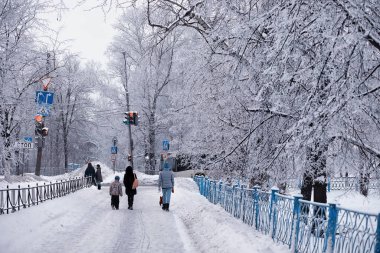 Kış orman manzarası. Kar altında uzun ağaçlar. Ocak ayının soğuk günü parkta.
