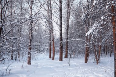 Kış orman manzarası. Kar altında uzun ağaçlar. Ocak ayının soğuk günü parkta.