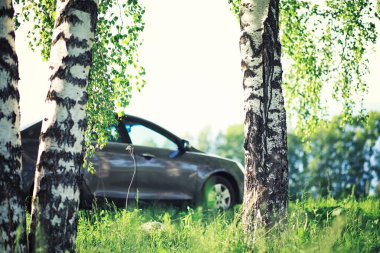 Parlak bahar, şafakta ormanda yeşilleniyor. Doğa ilkbaharın başlarında canlanır..