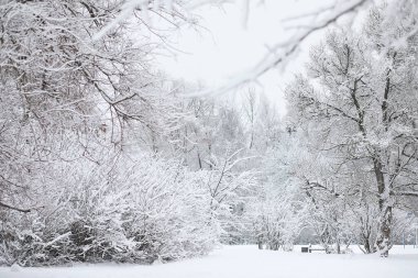 Kış manzarası. Karların altındaki orman. Kış Parkı.