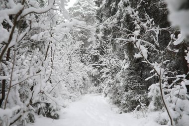 Kış manzarası. Karların altındaki orman. Kış Parkı.