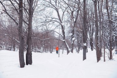 Kış orman manzarası. Kar altında uzun ağaçlar. Ocak ayının soğuk günü parkta.