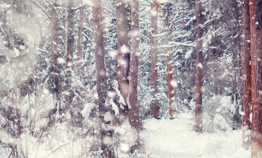 Kış orman manzarası. Kar altında uzun ağaçlar. Ocak ayının soğuk günü parkta.