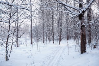 Kış orman manzarası. Kar altında uzun ağaçlar. Ocak ayının soğuk günü parkta.