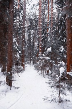 Kış orman manzarası. Kar altında uzun ağaçlar. Ocak ayının soğuk günü parkta.