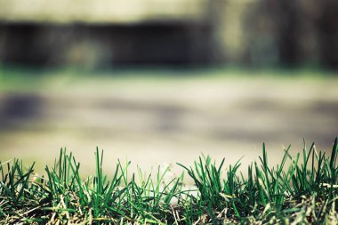 Parlak bahar, şafakta ormanda yeşilleniyor. Doğa ilkbaharın başlarında canlanır..