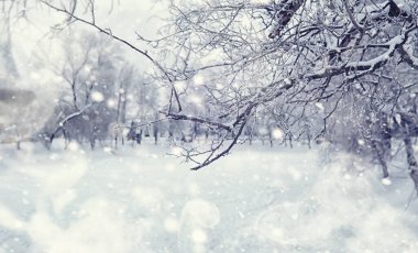 Kış orman manzarası. Kar altında uzun ağaçlar. Ocak ayının soğuk günü parkta.