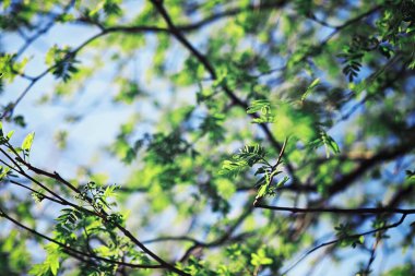 Parlak bahar, şafakta ormanda yeşilleniyor. Doğa ilkbaharın başlarında canlanır..