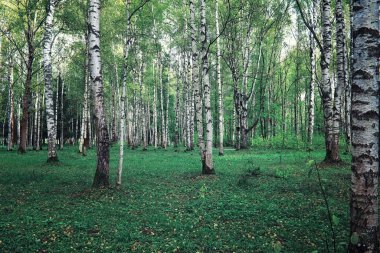 Parlak bahar, şafakta ormanda yeşilleniyor. Doğa ilkbaharın başlarında canlanır..