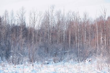 Kış orman manzarası. Kar altında uzun ağaçlar. Ocak ayının soğuk günü parkta.
