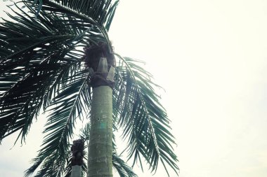 Parlak bahar, şafakta ormanda yeşilleniyor. Doğa ilkbaharın başlarında canlanır..