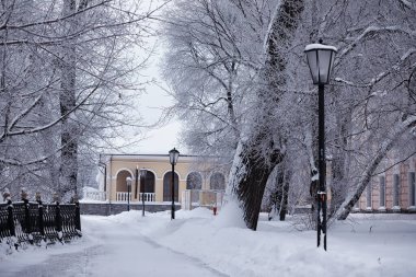 Kış orman manzarası. Kar altında uzun ağaçlar. Ocak ayının soğuk günü parkta.