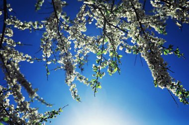 Parlak bahar, şafakta ormanda yeşilleniyor. Doğa ilkbaharın başlarında canlanır..