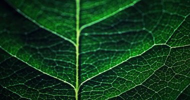 Su damlacıklarıyla bir çiçek yaprağının makro görüntüsü. Bulanık lekelerin arkaplanındaki yaprak ve yaprak dokusu.