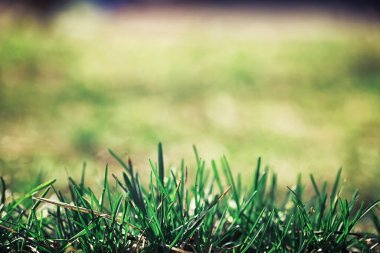 Parlak bahar, şafakta ormanda yeşilleniyor. Doğa ilkbaharın başlarında canlanır..